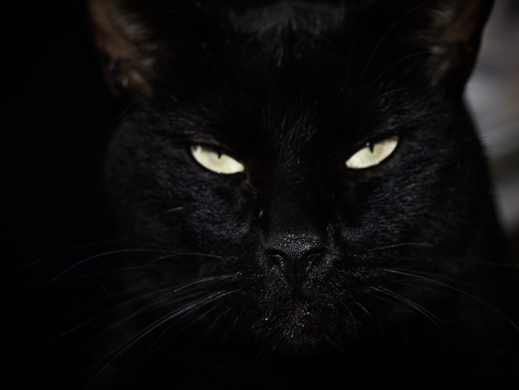 Mysterious angry black cat with green lighted eyes , superstition, witches , friday the 13th