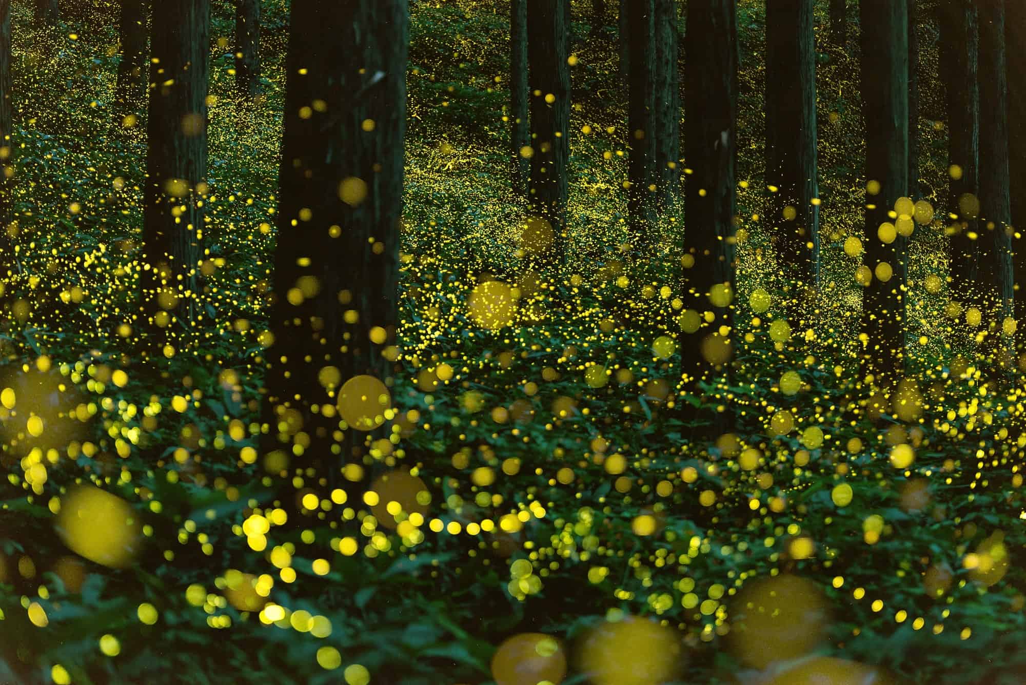 The glow of the princess fireflies.
