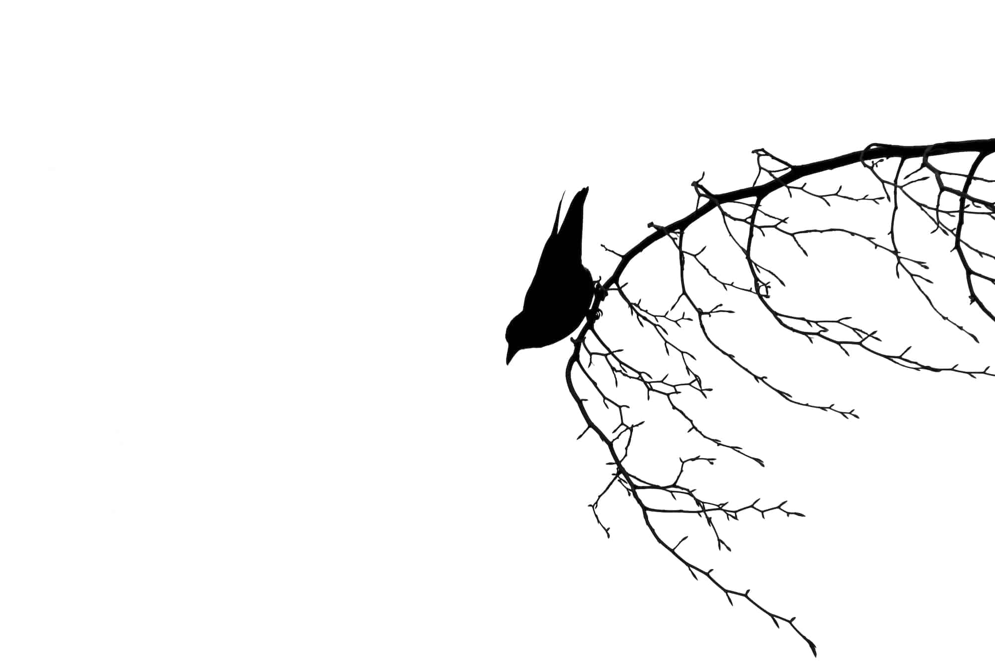 Perching Crow