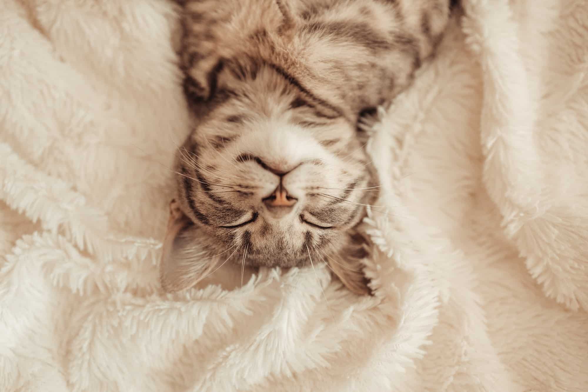 Cute little grey kitten sleeps on the sofa under white soft blanket