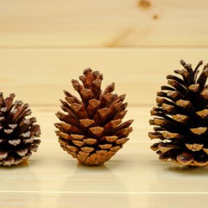 Dry pine cone on the wood table
