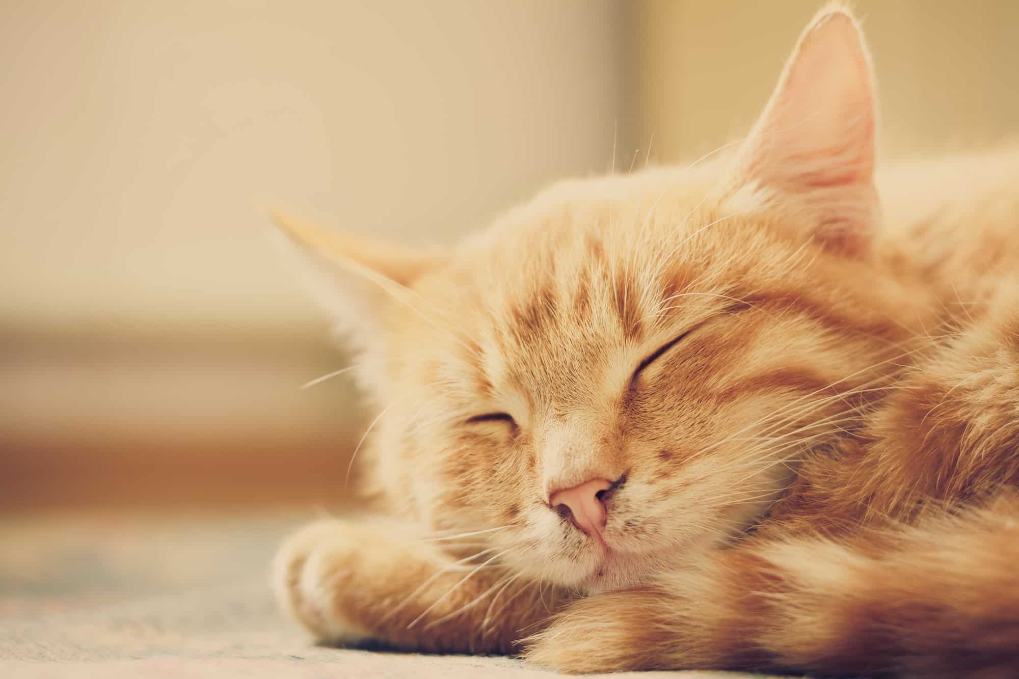 Ginger cat peaceful orange tabby male kitten curled up sleeping.
