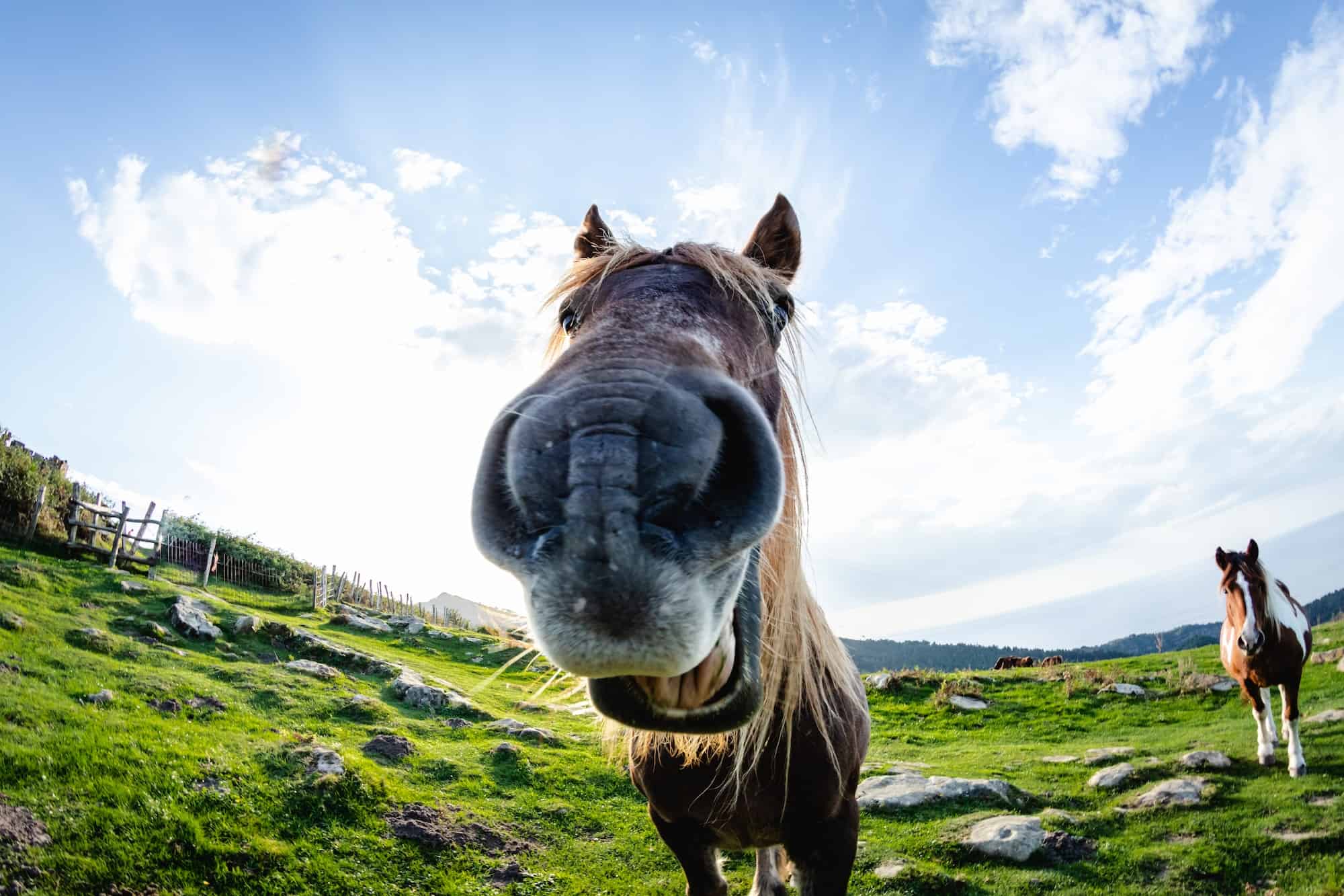 horses with funny and curious faces in freedom on the mountain
