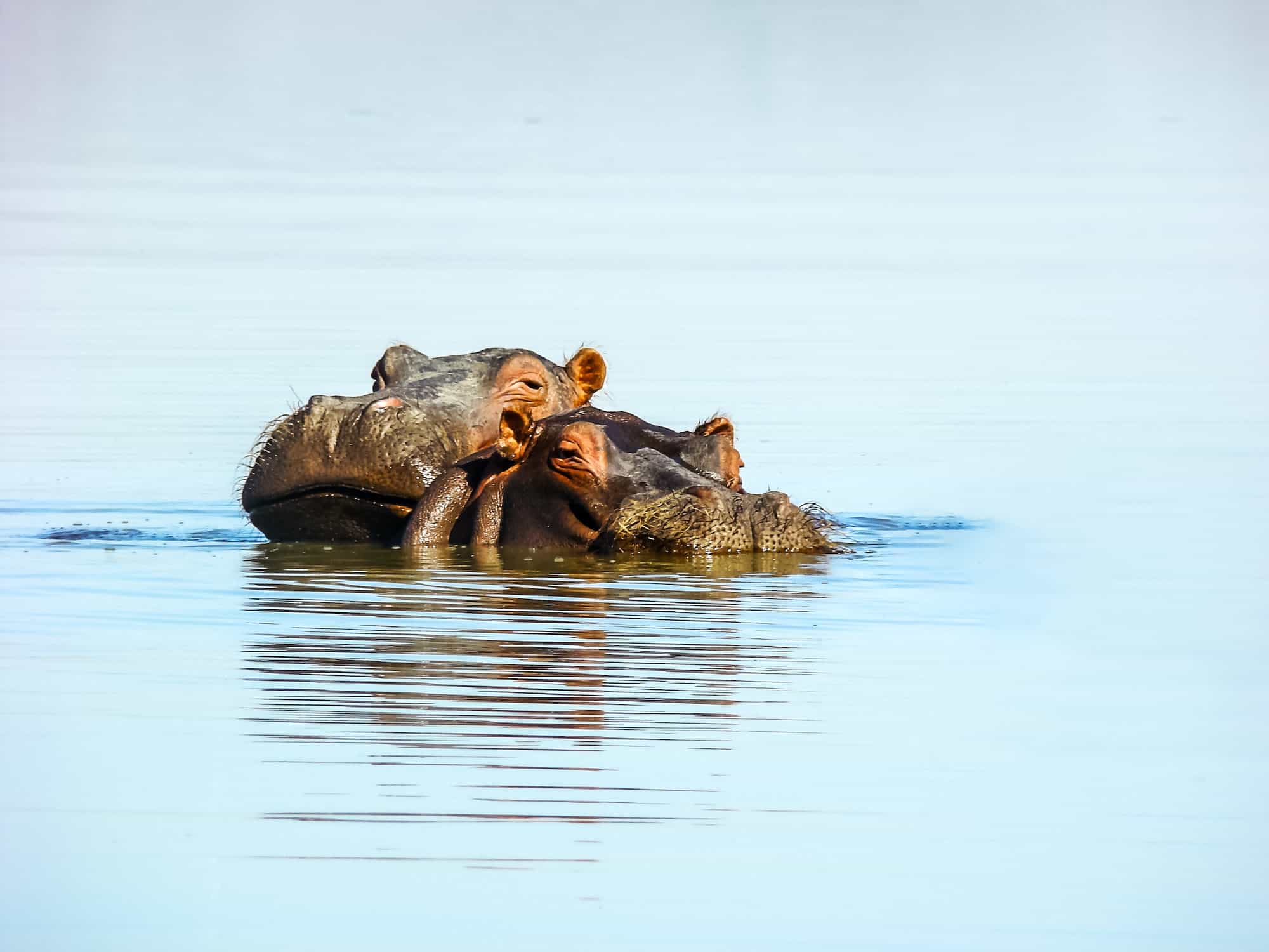 Hippos herd at Lake Naivasha NP, Kenya