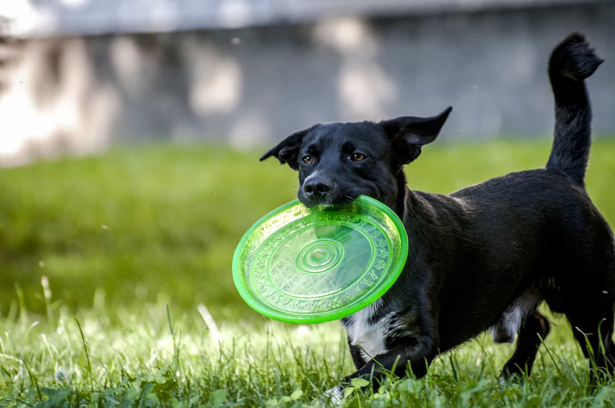Dog & frisbee